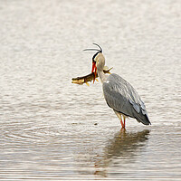 Buy canvas prints of Grey Heron With Pike by Mick Vogel