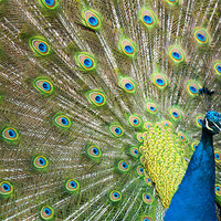 Buy canvas prints of Proud as a Peacock by Tracey Whitefoot