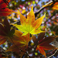 Buy canvas prints of Autumn Colours by Tracey Whitefoot