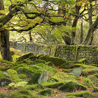 Buy canvas prints of Padley Gorge by Tracey Whitefoot