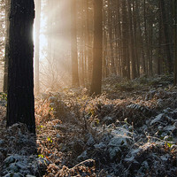 Buy canvas prints of Woodland Light by Tracey Whitefoot