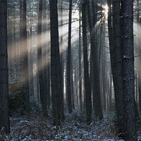 Buy canvas prints of Woodland Light by Tracey Whitefoot