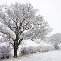 Buy canvas prints of Snowy Trees by Tracey Whitefoot