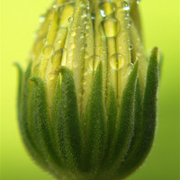 Buy canvas prints of Osteospermum Bud by Tracey Whitefoot