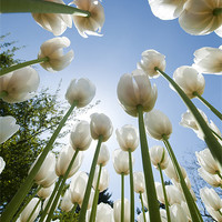 Buy canvas prints of Tulips by Tracey Whitefoot