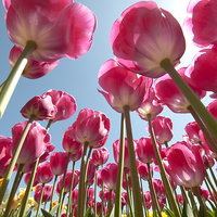 Buy canvas prints of Pink Tulips by Tracey Whitefoot