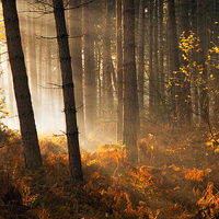 Buy canvas prints of Autumn Light  by Tracey Whitefoot