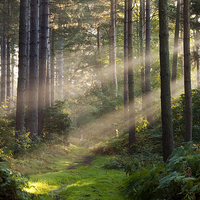 Buy canvas prints of Woodland Rays  by Tracey Whitefoot