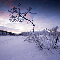Buy canvas prints of Frozen in the Twilight  by Tracey Whitefoot