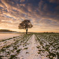 Buy canvas prints of Lone Tree at Sunset  by Tracey Whitefoot