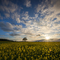Buy canvas prints of  Rapeseed Sunset  by Tracey Whitefoot