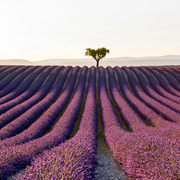 Buy canvas prints of  The Valensole Plateau by Tracey Whitefoot