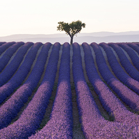 Buy canvas prints of  Lavender  by Tracey Whitefoot