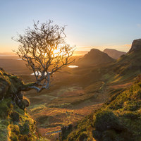 Buy canvas prints of The Quiraing Tree by Tracey Whitefoot