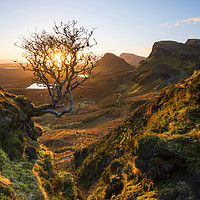 Buy canvas prints of The Quiraing Tree  by Tracey Whitefoot