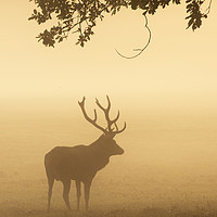 Buy canvas prints of Majestic in the Mist  by Tracey Whitefoot