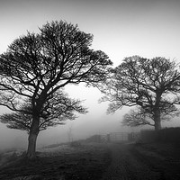 Buy canvas prints of Silhouettes in the Mist by Tracey Whitefoot