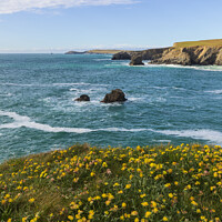 Buy canvas prints of Coastal Flowers Cornwall by CHRIS BARNARD