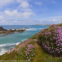 Buy canvas prints of Porthcothan Sea Pinks by CHRIS BARNARD