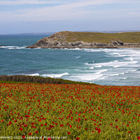 Buy canvas prints of West Pentire Poppies by CHRIS BARNARD