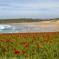 Buy canvas prints of Poppies West Pentire by CHRIS BARNARD