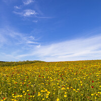 Buy canvas prints of Corn Marigolds at West Pentire by CHRIS BARNARD