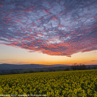 Buy canvas prints of Rape Seed Flowers at sunset by CHRIS BARNARD