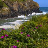 Buy canvas prints of Coastal Flowers Cadgwith by CHRIS BARNARD