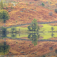 Buy canvas prints of Rydal Water Reflections by CHRIS BARNARD