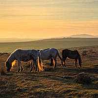 Buy canvas prints of Ponies at sunset on Bodmin Moor by CHRIS BARNARD