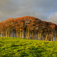 Buy canvas prints of The Nearly Home Trees by CHRIS BARNARD
