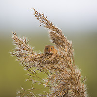 Buy canvas prints of Harvest Mouse by CHRIS BARNARD