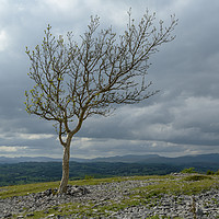 Buy canvas prints of Lone Tree by CHRIS BARNARD