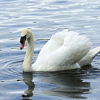 Buy canvas prints of White Swan on Reservoir by CHRIS BARNARD