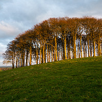 Buy canvas prints of The Nearly Home Trees by CHRIS BARNARD