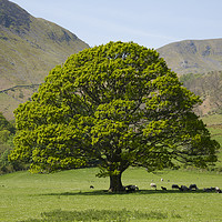 Buy canvas prints of Trees of Green by CHRIS BARNARD