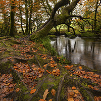 Buy canvas prints of Autumn at Golitha Falls by CHRIS BARNARD