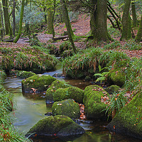 Buy canvas prints of Autumn Scene at Golitha Falls by CHRIS BARNARD