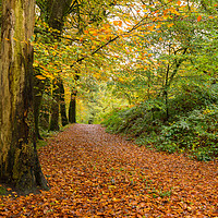 Buy canvas prints of Autumn at Golitha Woods by CHRIS BARNARD