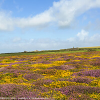 Buy canvas prints of Fields of Colour by CHRIS BARNARD