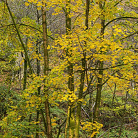 Buy canvas prints of Aira Force Woods by CHRIS BARNARD