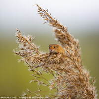 Buy canvas prints of The Harvest Mouse by CHRIS BARNARD