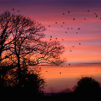 Buy canvas prints of Home to Roost by steve weston