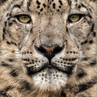 Buy canvas prints of Snow Leopard by steve weston