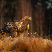 Buy canvas prints of Golden Eagle by Pete Lawless