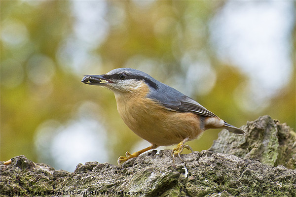 Eurasian Nuthatch Picture Board by Pete Lawless