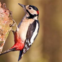 Buy canvas prints of Greater Spotted Woodpecker (Dendrocopos major) by Pete Lawless