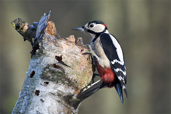 Greater Spotted Woodpecker (Dendrocopos major) Picture Board by Pete Lawless