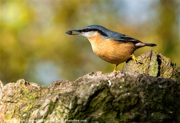 Eurasian Nuthatch Picture Board by Pete Lawless