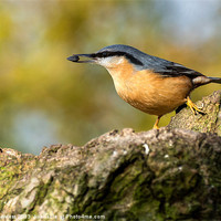 Buy canvas prints of Eurasian Nuthatch by Pete Lawless